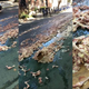 Image for article titled Massive Chicken Spill Turns Idyllic Brooklyn Street Into Grisly River Of Carnage